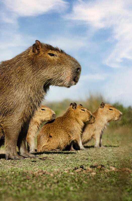 Capybara mother with her small calf in the Iberá Wetlands