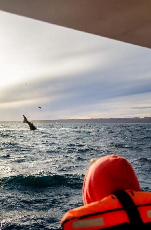 Whale watching in Valdes Peninsula, Argentina