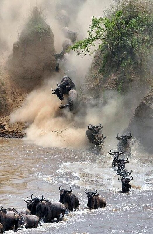 The great migration of wildebeest.