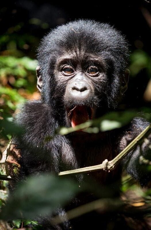 A baby gorilla seen in the jungle in Rwanda