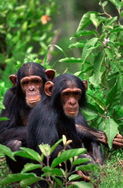 Chimpanzees in Mahale Mountains, Tanzania