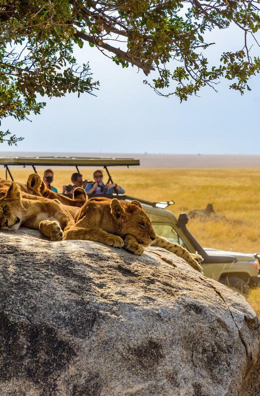 Group of young lions lying on rocks with safari jeep