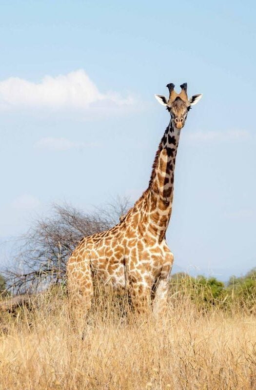 giraffe in Ruaha national park, Tanzania.