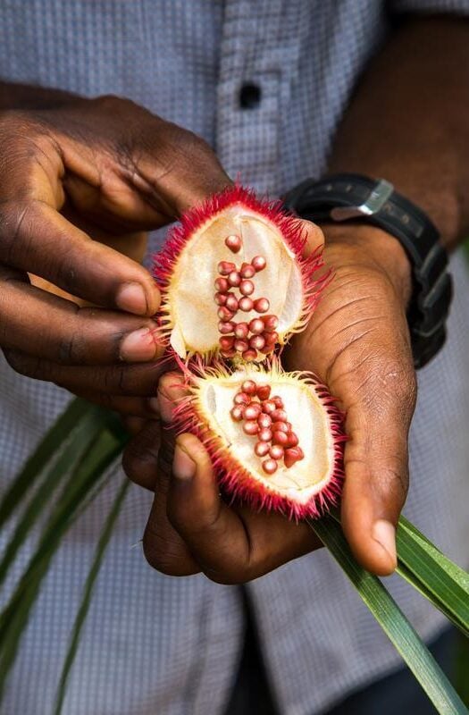 Tanzania, Zanzibar, achiote seed pod