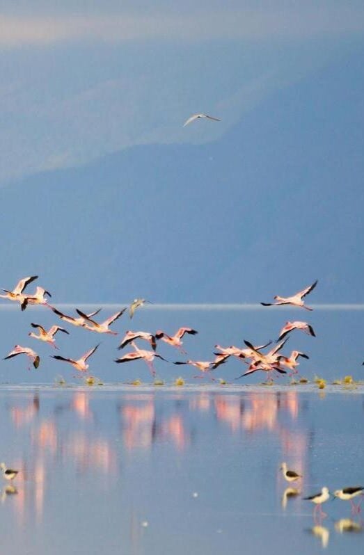 Flock of pink flamingos at Lake Manyara, Tanzania