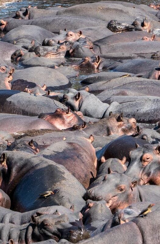 Hippo at Katavi National Park