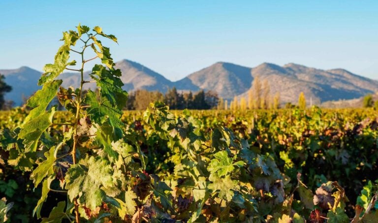 Santa Rita Vineyard in Chile's Wine Region