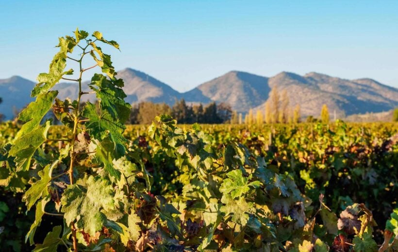 Santa Rita Vineyard in Chile's Wine Region