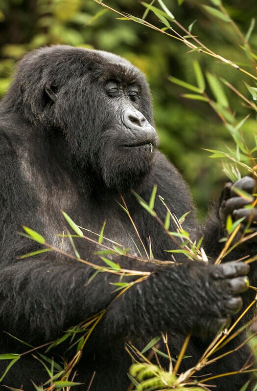 Gorilla trekking Rwanda