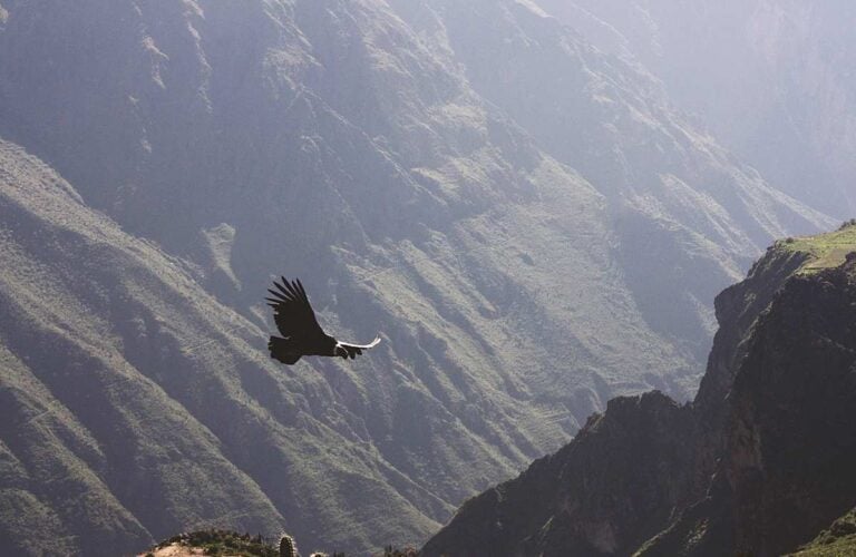 Condor flying through the Colca Canyon