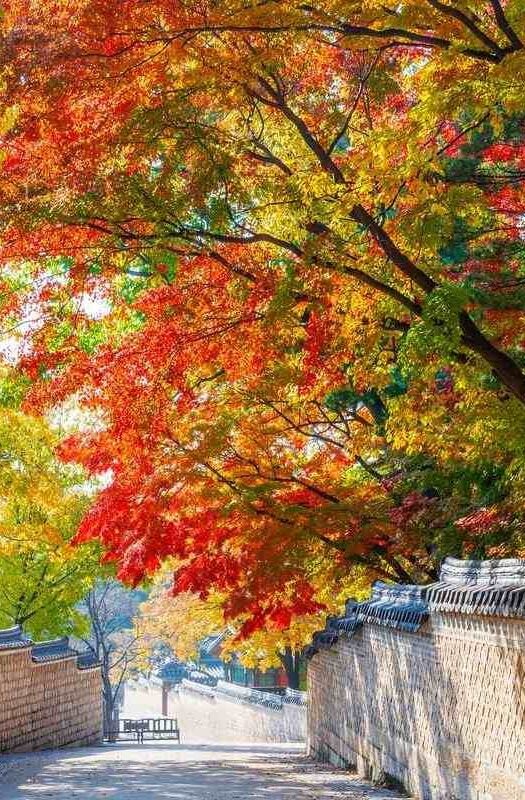 Changdeokgung secret garden