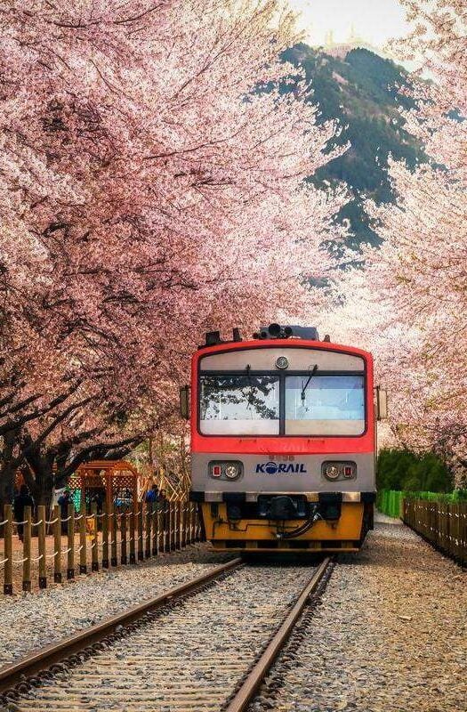 train in gyeonghwa station, busan in cherry blossom