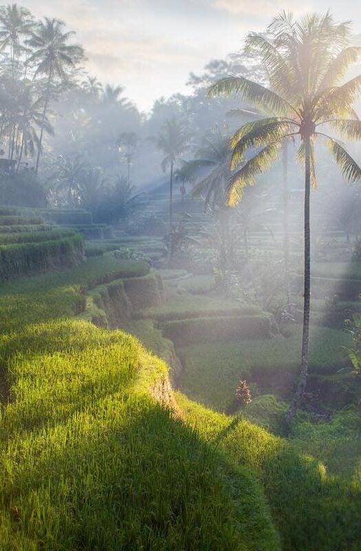 Terrace rice fields in Bali, Indonesia.