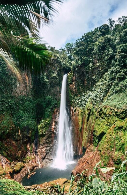 The lush Costa Rican rainforest