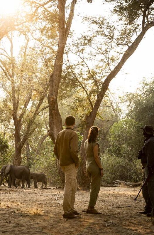 A walking safari in Zimbabwe