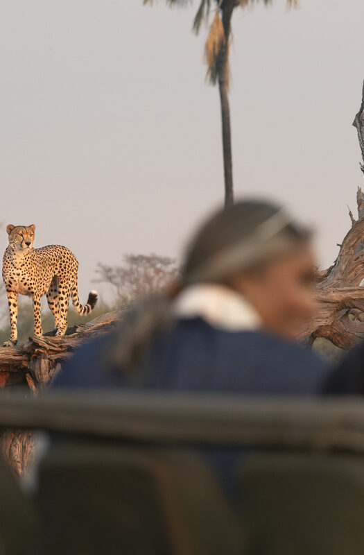 A game drive in Zimbabwe