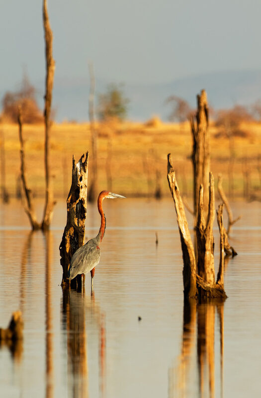 Lake Kariba birdlife, Zimbabwe