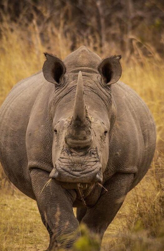 A black rhino in Matopos National Park