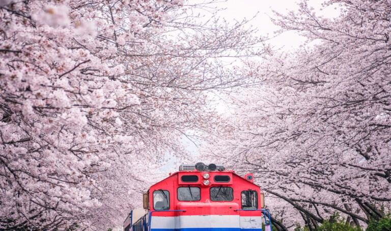 Busan train between raw of cherry blossom in Jinhae, Jinhae Gunhangje Festival in Korea, Gyeonghwa Railway Station, South Korea