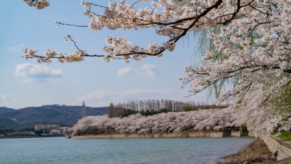 Beautiful cherry tree blossom around the famous Bomun Lake at Busan, South Korea