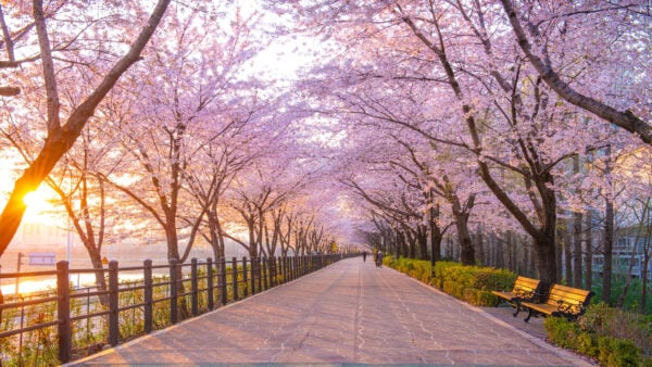 An avenue of soft pink cherry blossoms