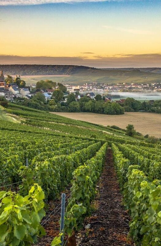 Champagne region in France. A beautiful view of rolling vineyards