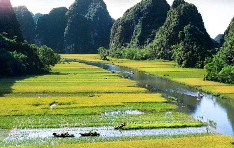 Green rice fields in Ninh Binh, Vietnam