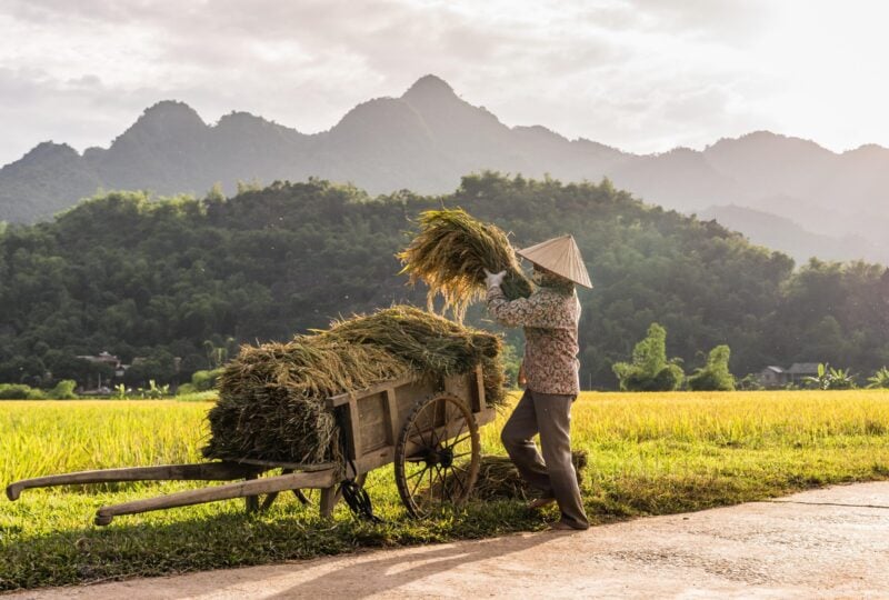 Rice fields in Mai Chau, Vietnam