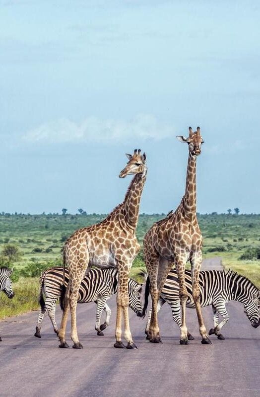 Kruger National Park