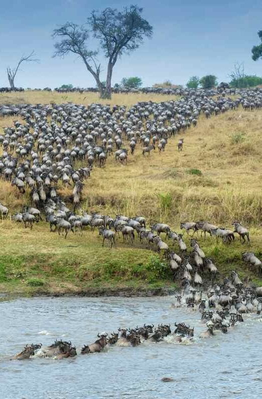 Serengeti Great Migration