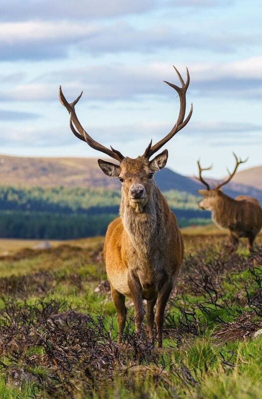 Stags in Cairngorms National Park, Scotland