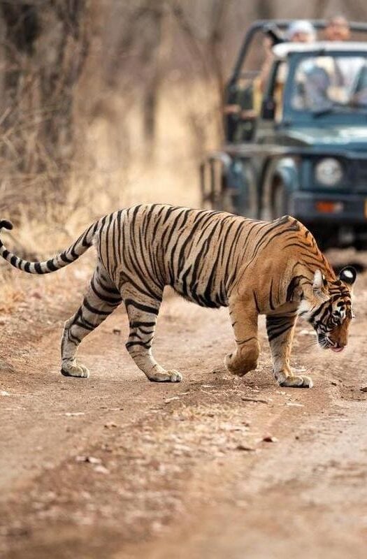 Ranthambore National Park, India