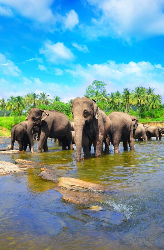 Elephants in Sri Lanka