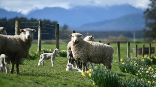 Spring lambs and sheep in a paddock of daffodils in New Zealand