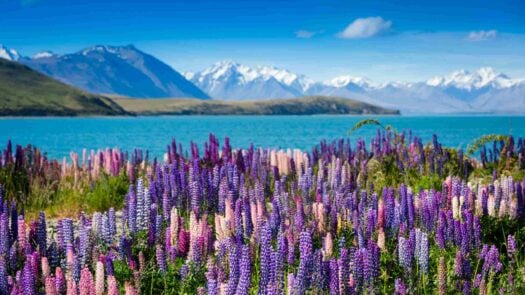 Majestic mountain Tekapo lake with lupins blooming, New Zealand