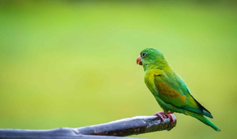 Multi colored bird in Arenal