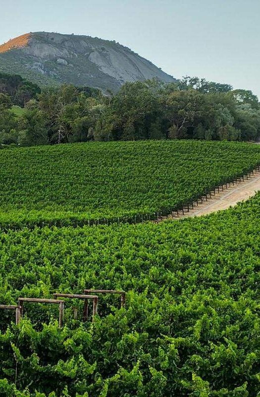 View at vineyards near Paarl on South Africa