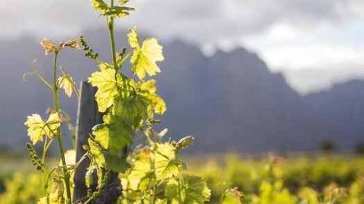 Wine region of Robertson in Breede River Valley South Africa