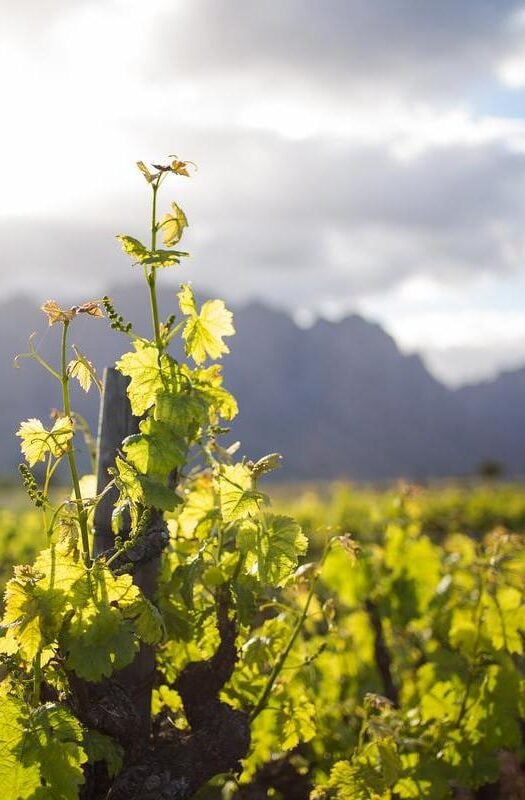 Wine region of Robertson in Breede River Valley South Africa