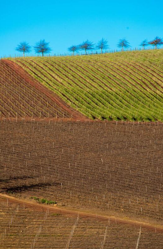 Shapes of Cultivated Land, Elgin, South Africa