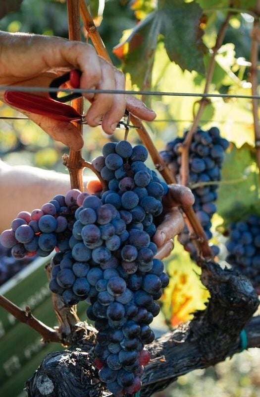 Harvesting grapes for wine in Italy