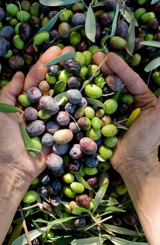 Fresh olives in Italy