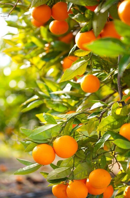 Orange trees