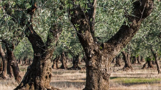 Olive groves in Puglia, Italy