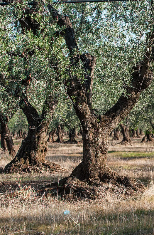 Olive groves in Puglia, Italy