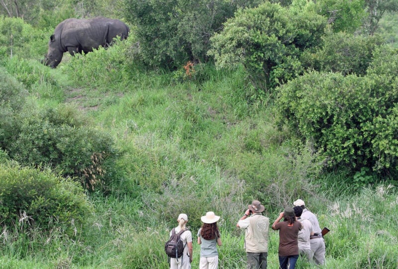 People watching a wild rhino