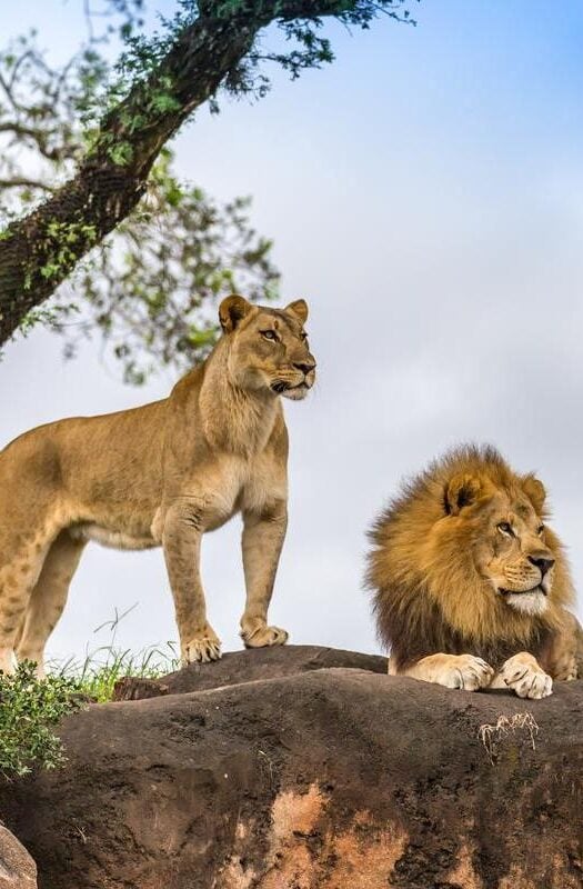 Kruger National Park