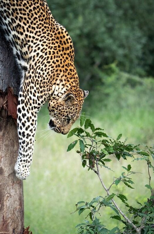 leopard in sabi sands