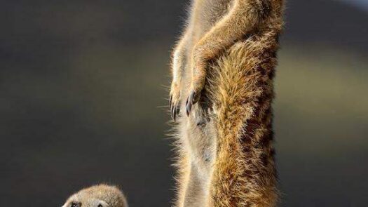 meerkat in Kalahari South Africa