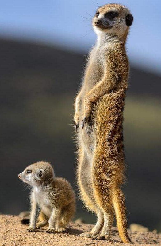 meerkat in Kalahari South Africa